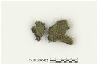 藏品(曲柄苔屬)的圖片